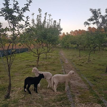 バルセロス Quinta Da Lageヴィラ エクステリア 写真