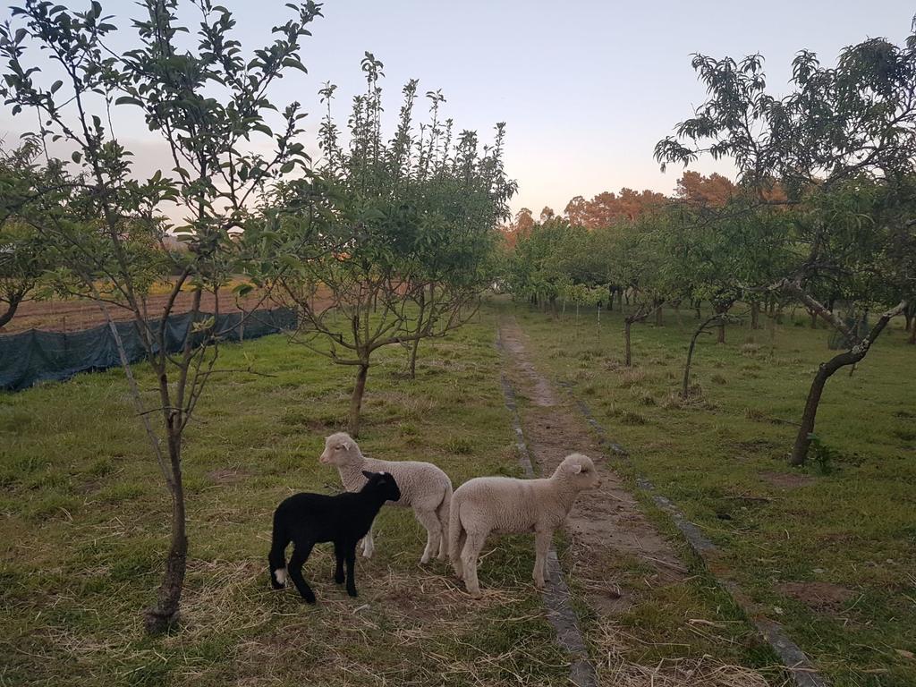 バルセロス Quinta Da Lageヴィラ エクステリア 写真